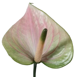🌸