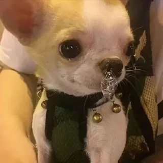 🤩
