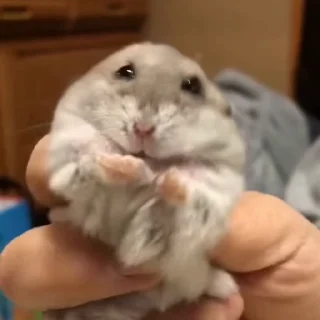 🐭