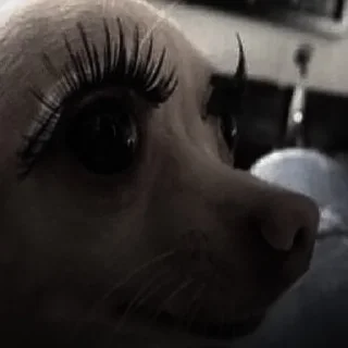 🐈‍⬛
