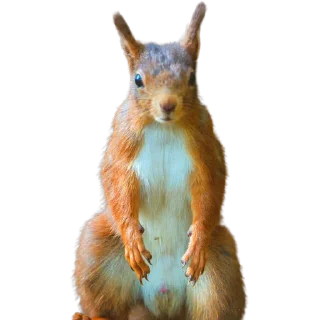 🐿️