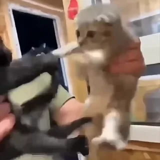 🐱