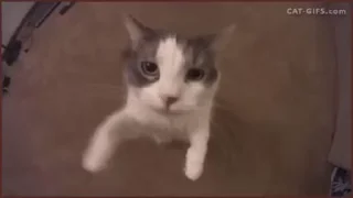 🐈