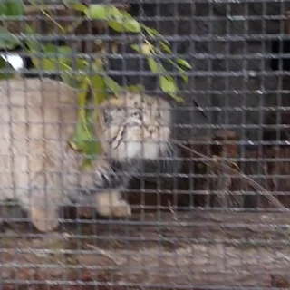 🐾