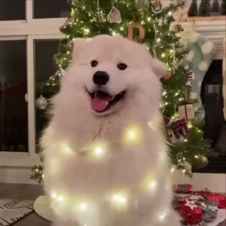 🎄