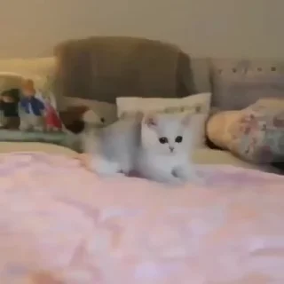 🐱