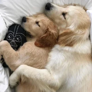 🐶