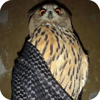 🦉