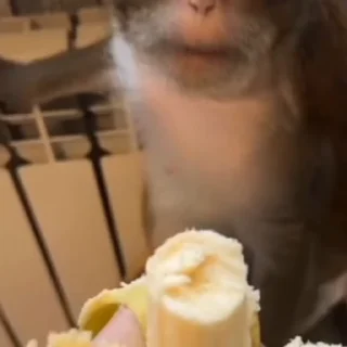 🦧