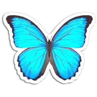🦋