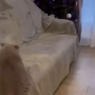 🐈