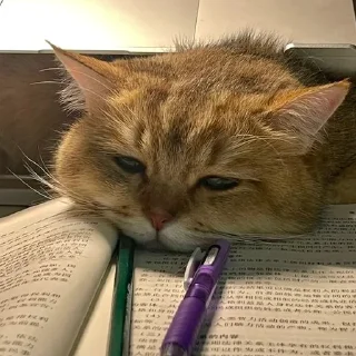 🐈