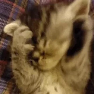 😽