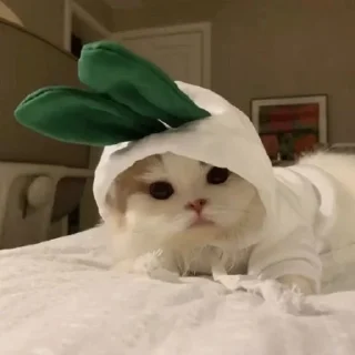 🐰