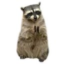 Racoonpack @perioad