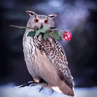 🌹