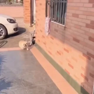 🐩