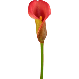 🌷