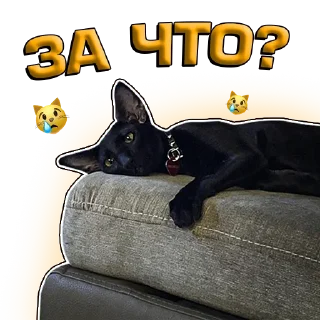 😿