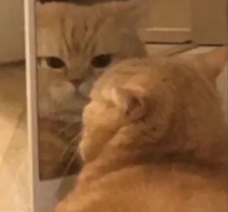 🐶