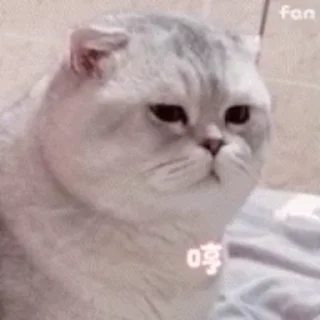 🐱
