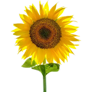🌻