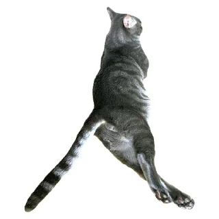 🙀