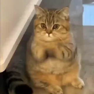 🤩