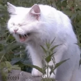 😂