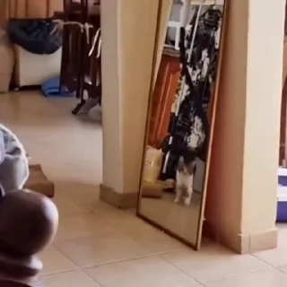 🐈