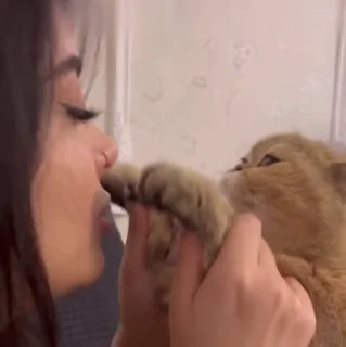 🐱