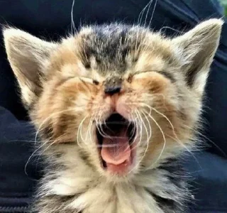 🎀