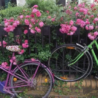 🌸