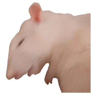 🐀