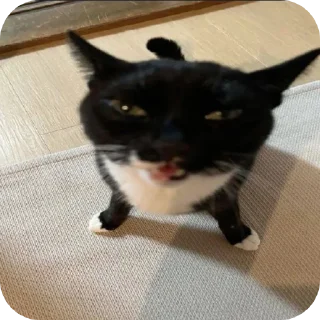 🐱