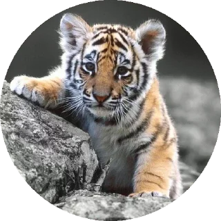 🐯