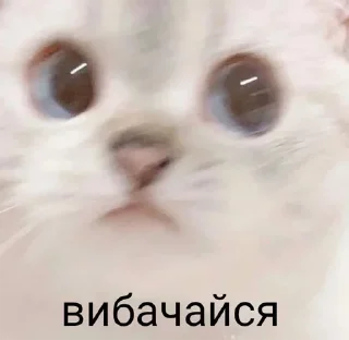 😤