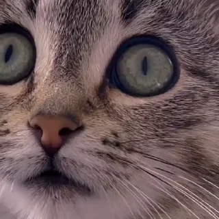 🙀