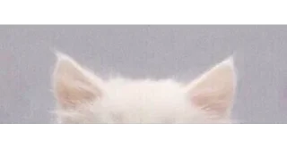 🐱