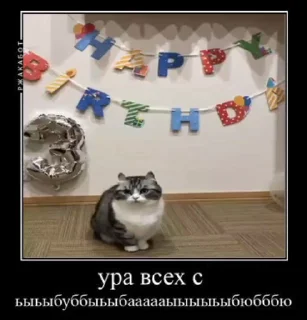 🐱