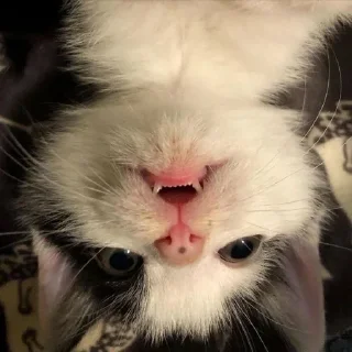 🧛‍♀️