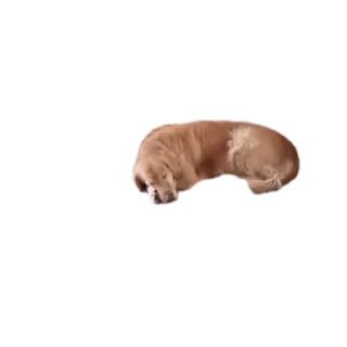 🐱