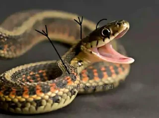 😆