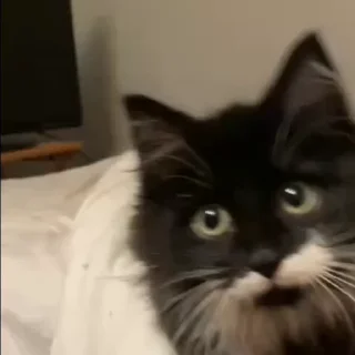 🐱