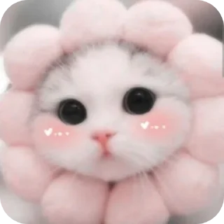 🐱