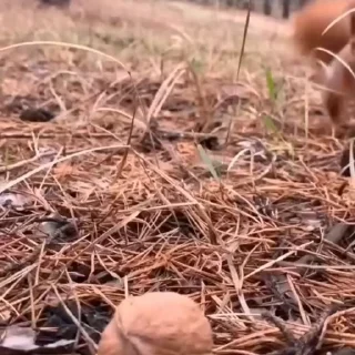 🤩