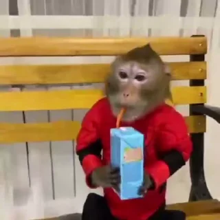 🐒
