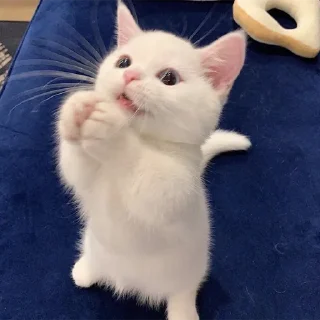 🐈