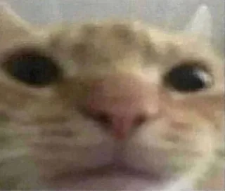 🐈‍⬛