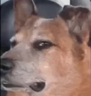🐕